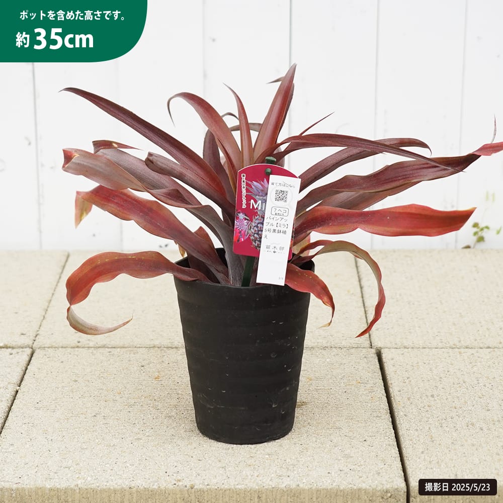 パインアップル ミラ 5号黒鉢植え 爆買いweek : 苗木部 花ひろば
