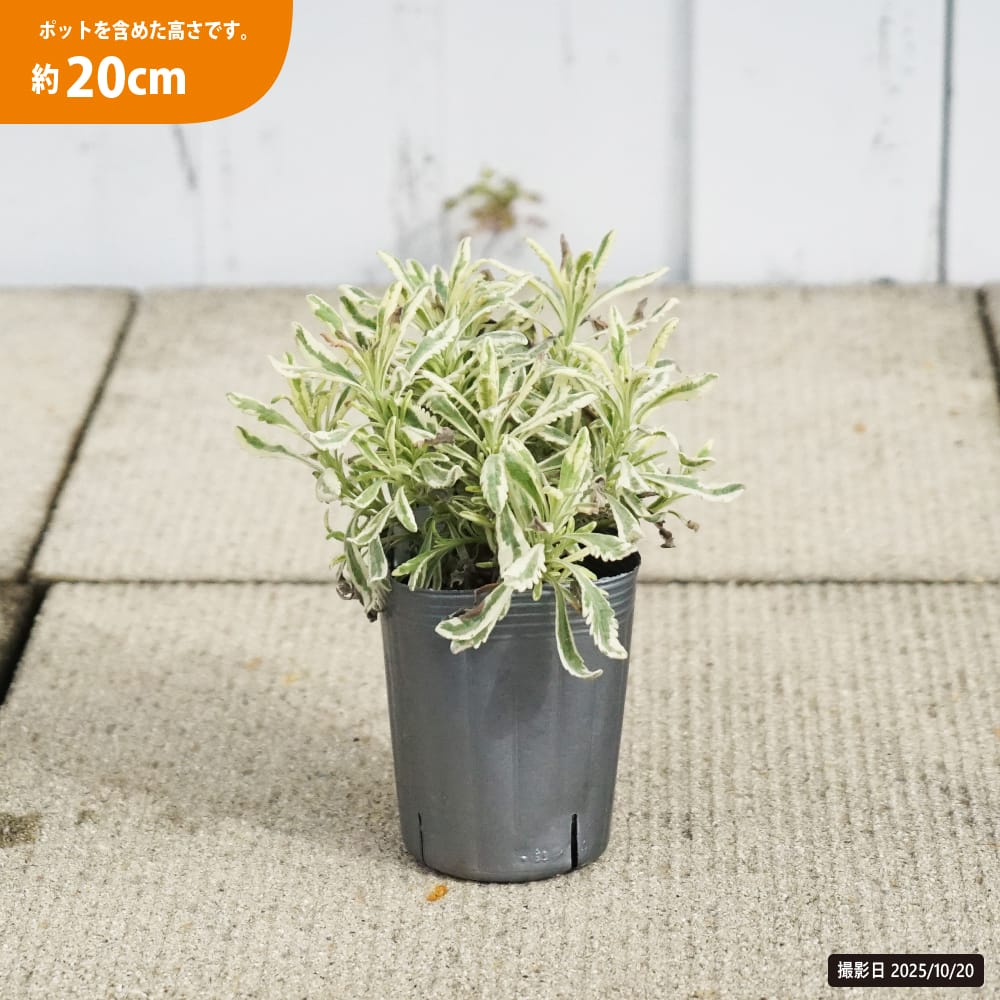 ラベンダーアラルディー メルロー 3号ポット苗 : 苗木部 花ひろば