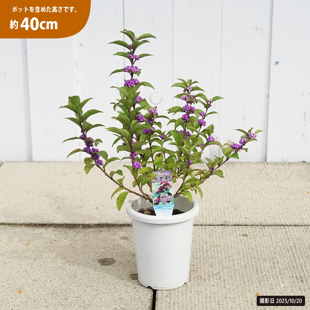 紫式部 ムラサキシキブ ポット苗または鉢植え苗 : 苗木部 花ひろば