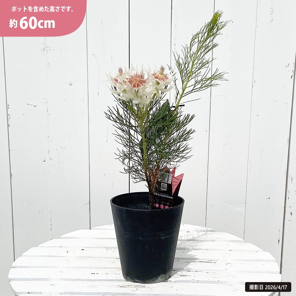 セルリア フロリダ スパーブ ブラッシュ 5号鉢植え : 苗木部 花ひろば