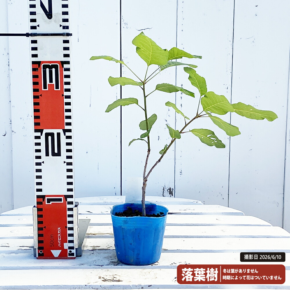 スモークツリー グレース 3号ポット苗 煙の木 : 苗木部 花ひろば