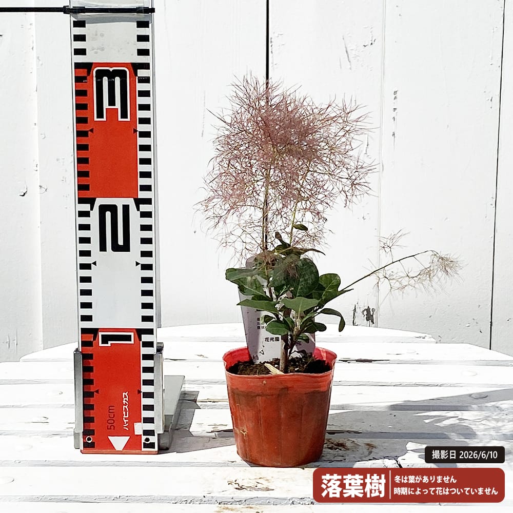 スモークツリー リトルルビー 3ポット苗 煙の木 : 苗木部 花ひろば