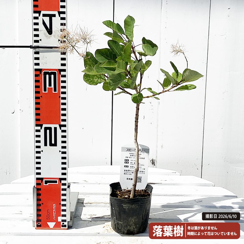 スモークツリー グリーンボール 3ポット苗 煙の木 : 苗木部 花ひろば