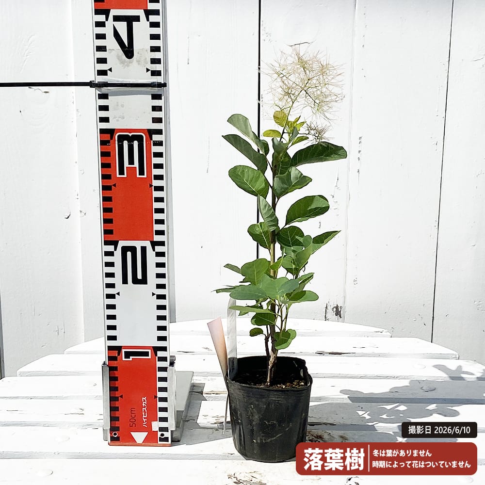 スモークツリー ロゼシュシュ 3号ポット苗 : 苗木部 花ひろば