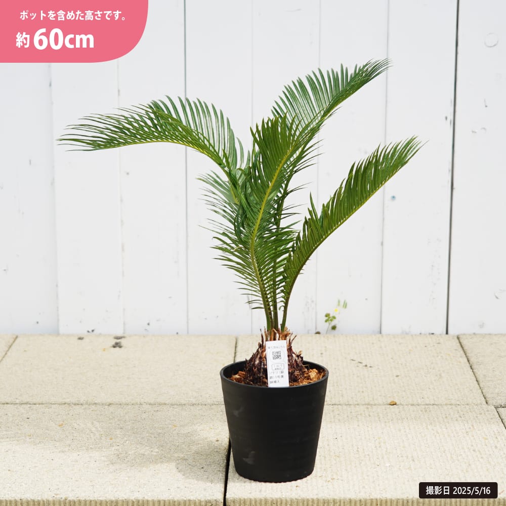 ソテツ 観葉植物 60cm ソテツ (蘇鉄) 5号黒鉢植え 観葉植物 : 苗木部 花ひろば
