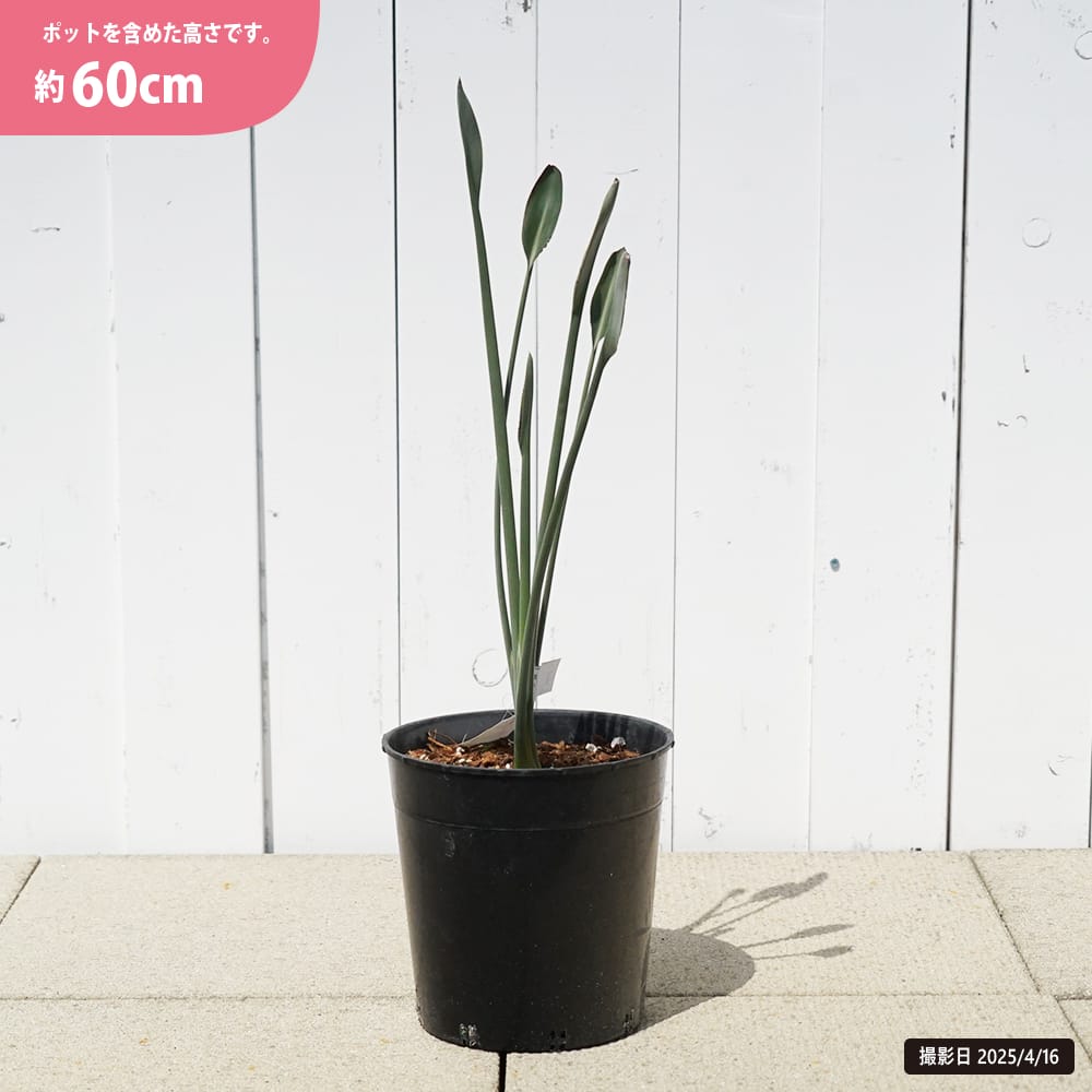 ストレリチア（ストレチア） ユンケア 6号黒鉢植え 爆買いweek : 苗木