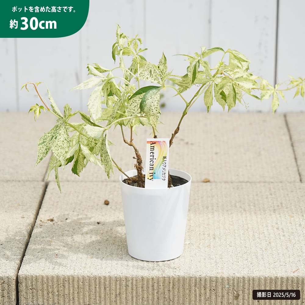 アメリカツタ 斑入り 3.5号 鉢植え 爆買いweek : 苗木部 花ひろば