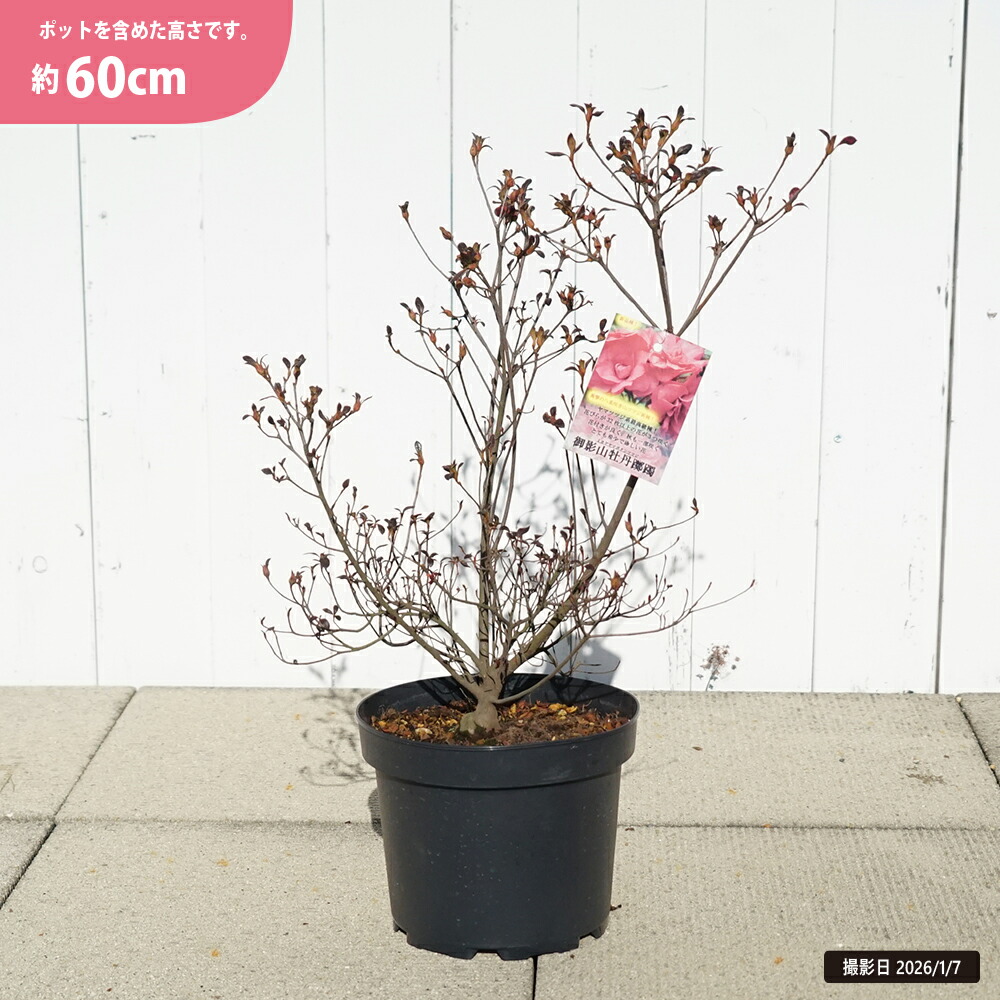 ヤマツツジ 御影山牡丹（ミカゲヤマボタン） 7号鉢植え : 苗木部 花