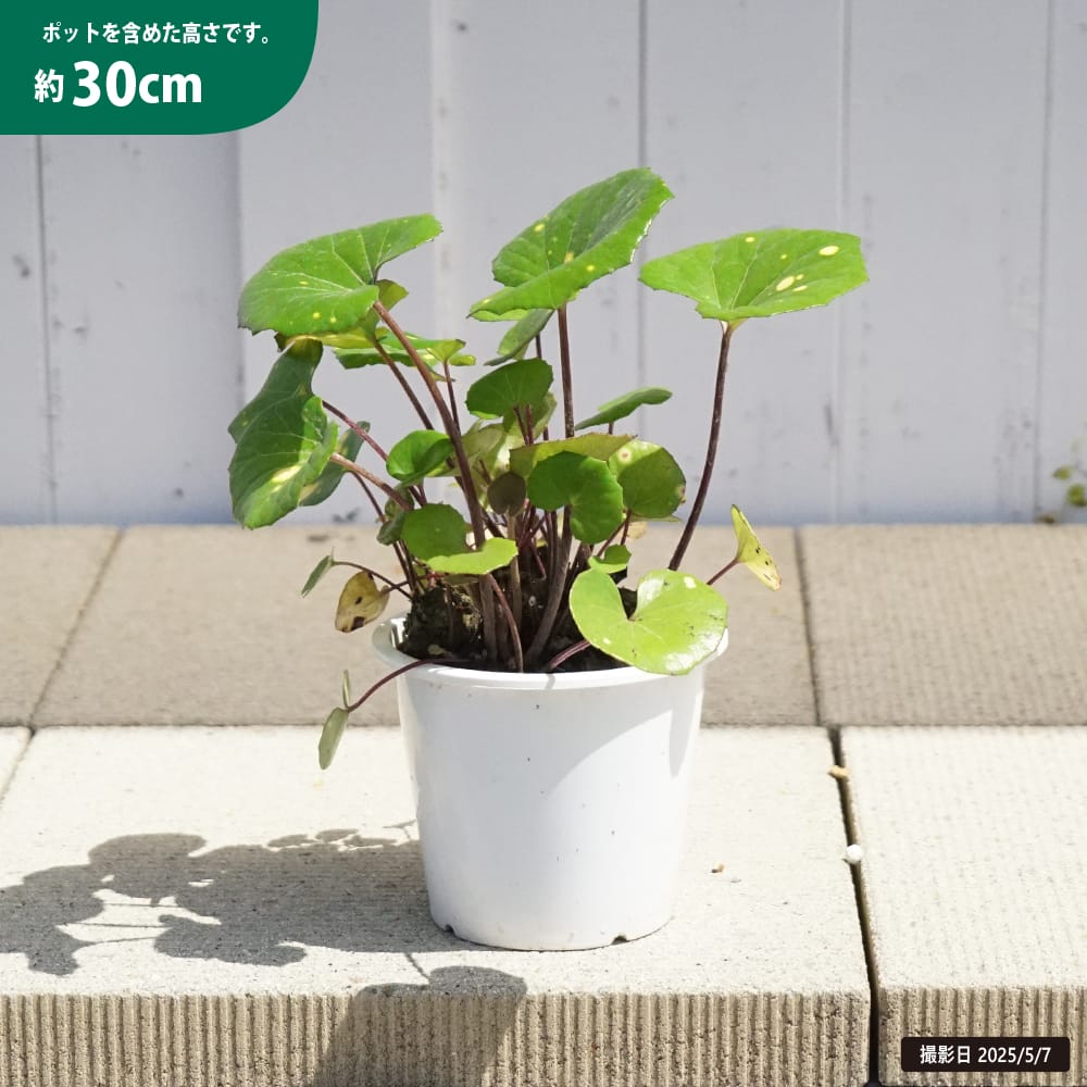 ツワブキ 5号鉢植え 爆買いweek : 苗木部 花ひろばオンライン - 通販