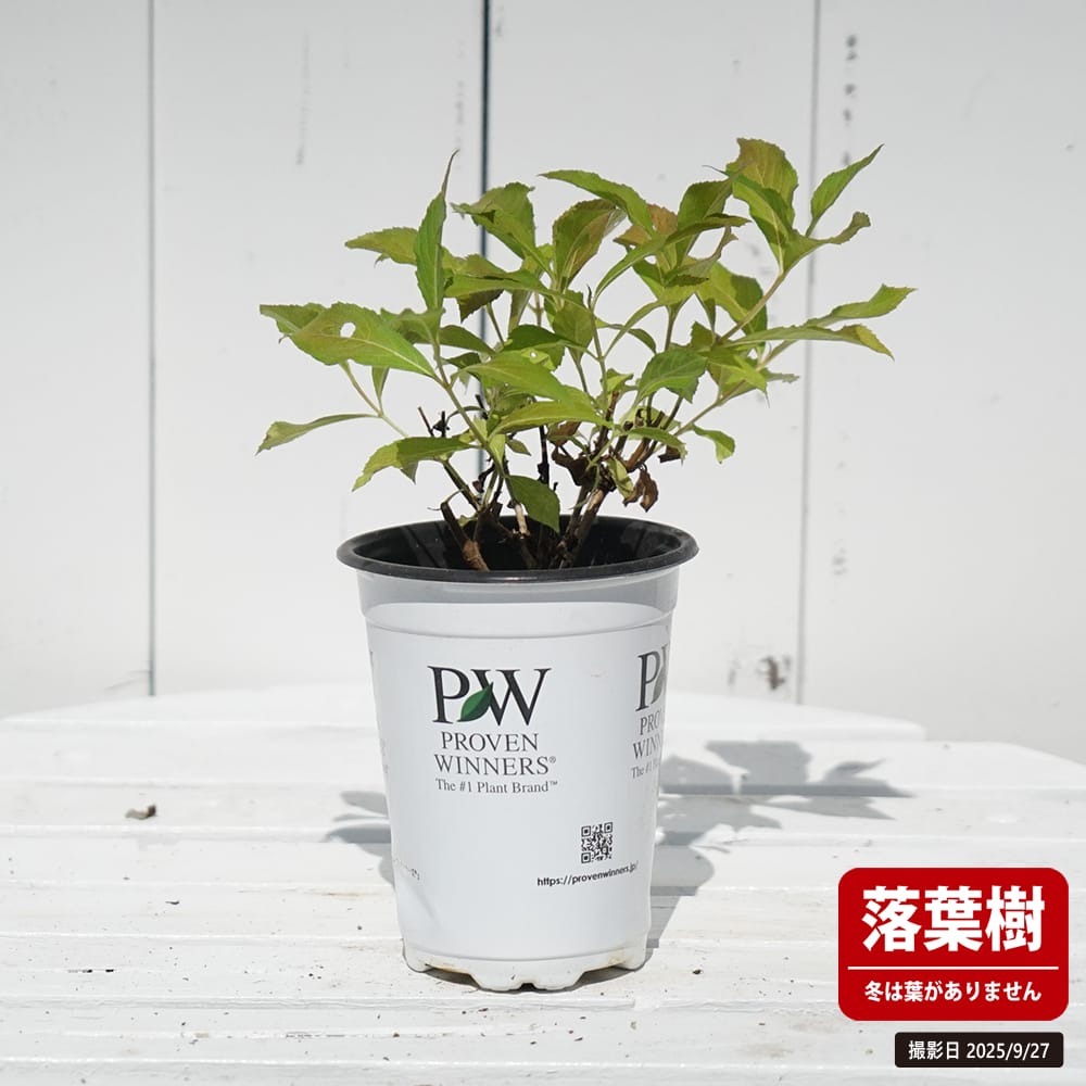 ワイゲラ ダークピンク 3.5号ポット苗（PW) 出願予定品種 爆買いweek