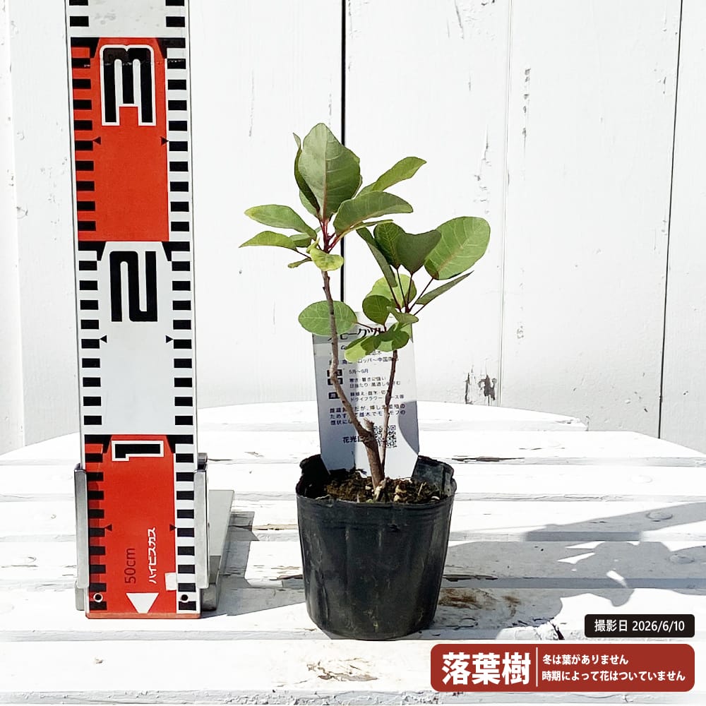 スモークツリー ワインカラー 3号ポット苗 煙の木 : 苗木部 花ひろば