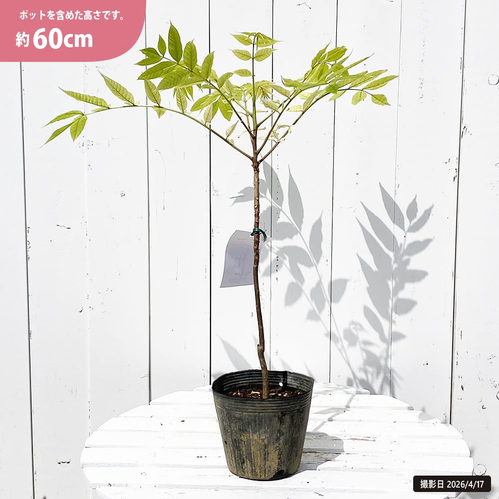 チャンチン フラミンゴ 4号ポット苗 挿し木 : 苗木部 花ひろば