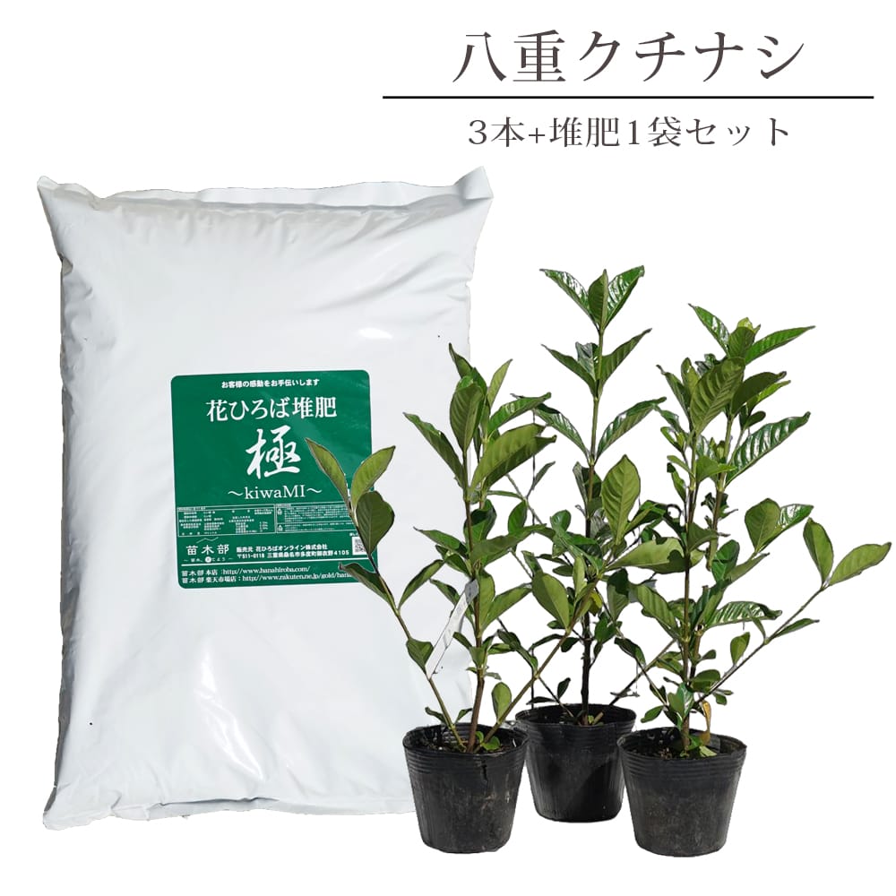 オオヤエクチナシ 根巻き（またはポット）苗 生垣セット 八重クチナシ