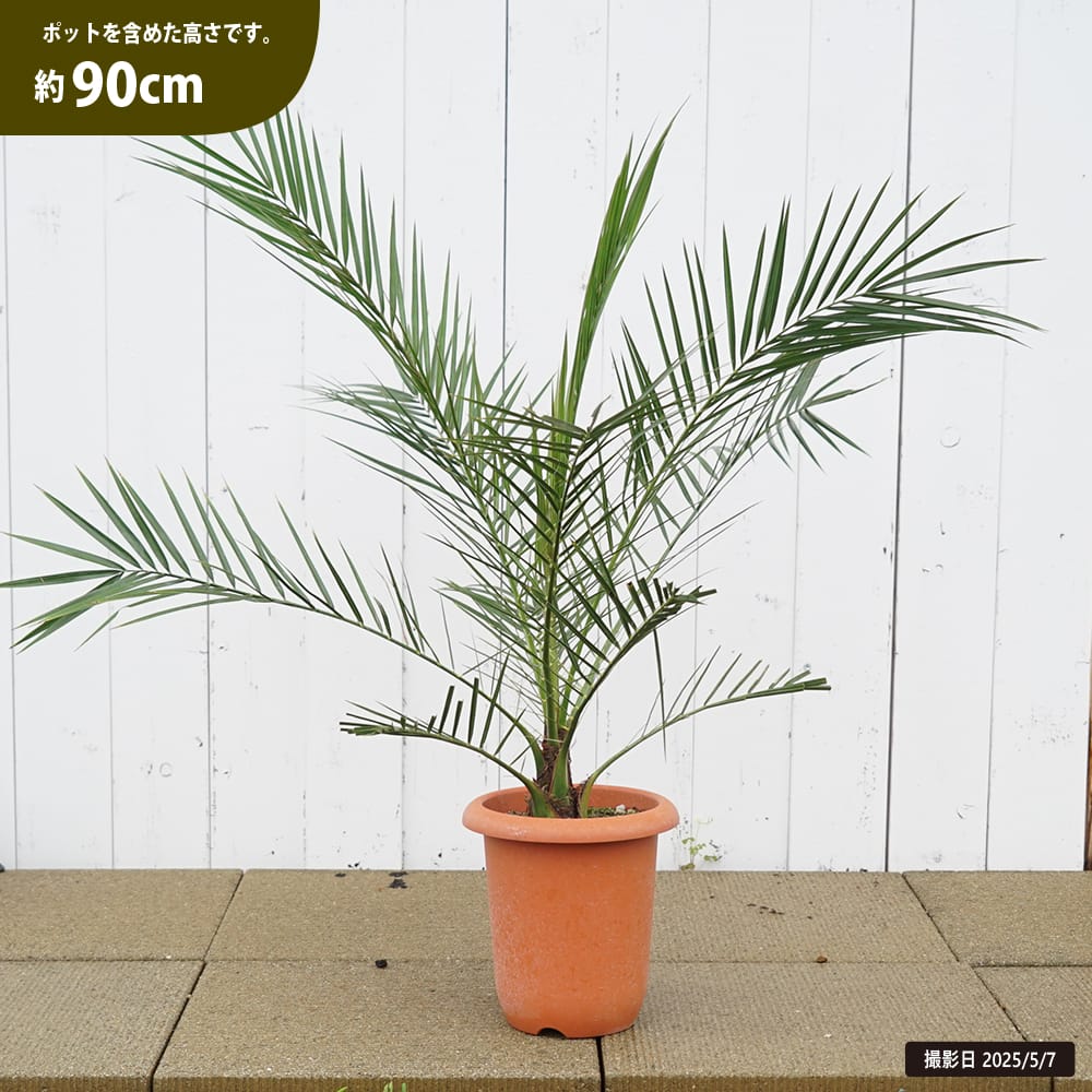 送料込み カナリーヤシ カナリヤシ 形状良 新築、鉢植え 現品