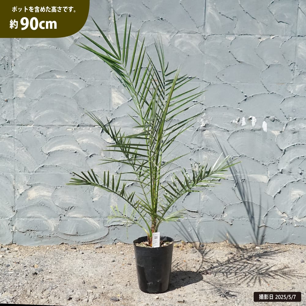 ヤシの木 カナリーヤシ フェニックス 5号ポット苗 : 苗木部 花ひろば