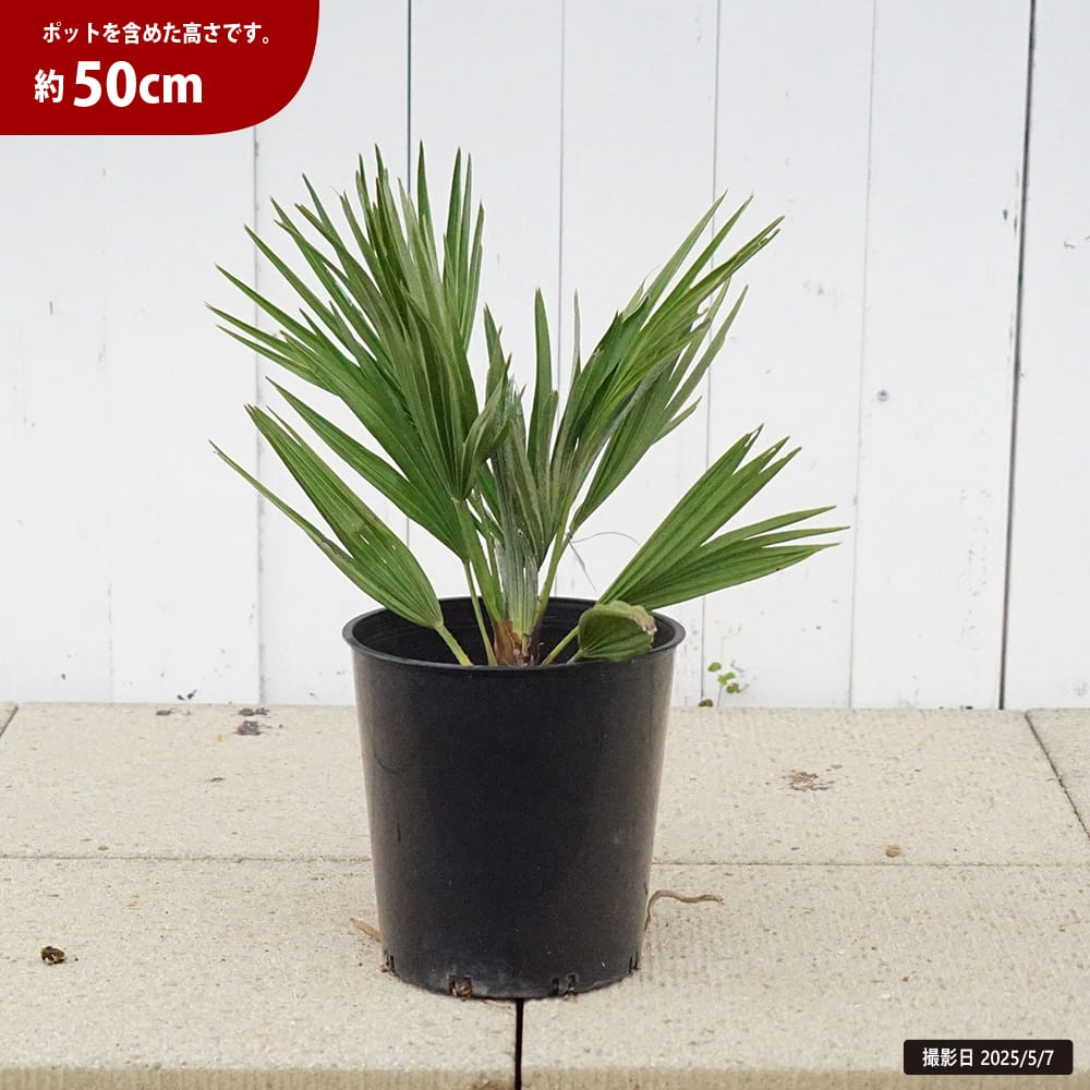 ヤシの木 チャメロプス ボルゲーノ 7号黒鉢植え 爆買いweek : 苗木部