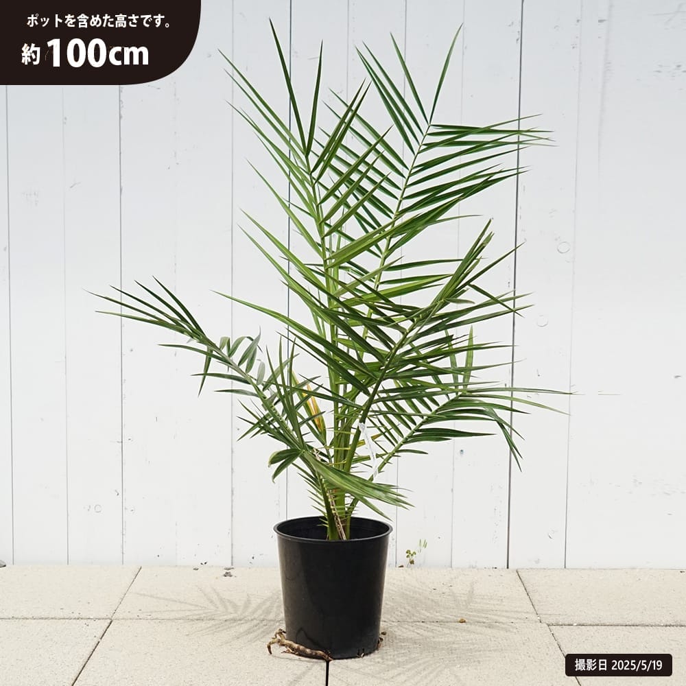 ヤシの木 セネガルヤシ 6号鉢植え 爆買いweek : 苗木部 花ひろば
