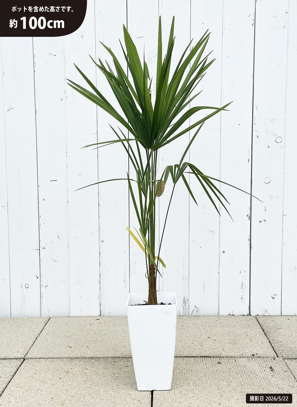 ヤシの木 トウシュロ 鉢植え : 苗木部 花ひろばオンライン - 通販