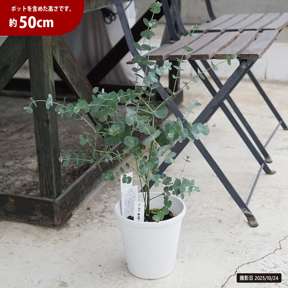 ユーカリの木 シネレア 5号鉢植え : 苗木部 花ひろばオンライン - 通販