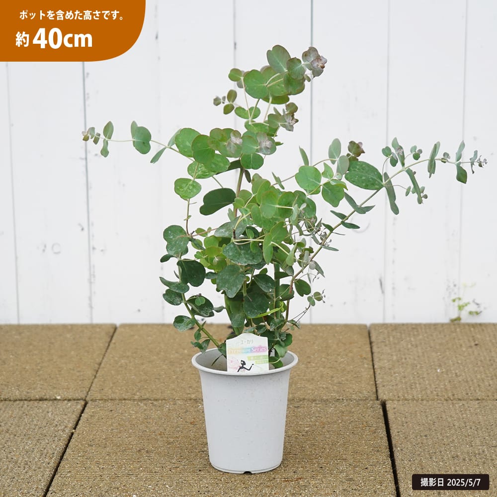 ユーカリの木 ゴニオカリックス 4号白鉢植え 爆買いweek : 苗木部 花