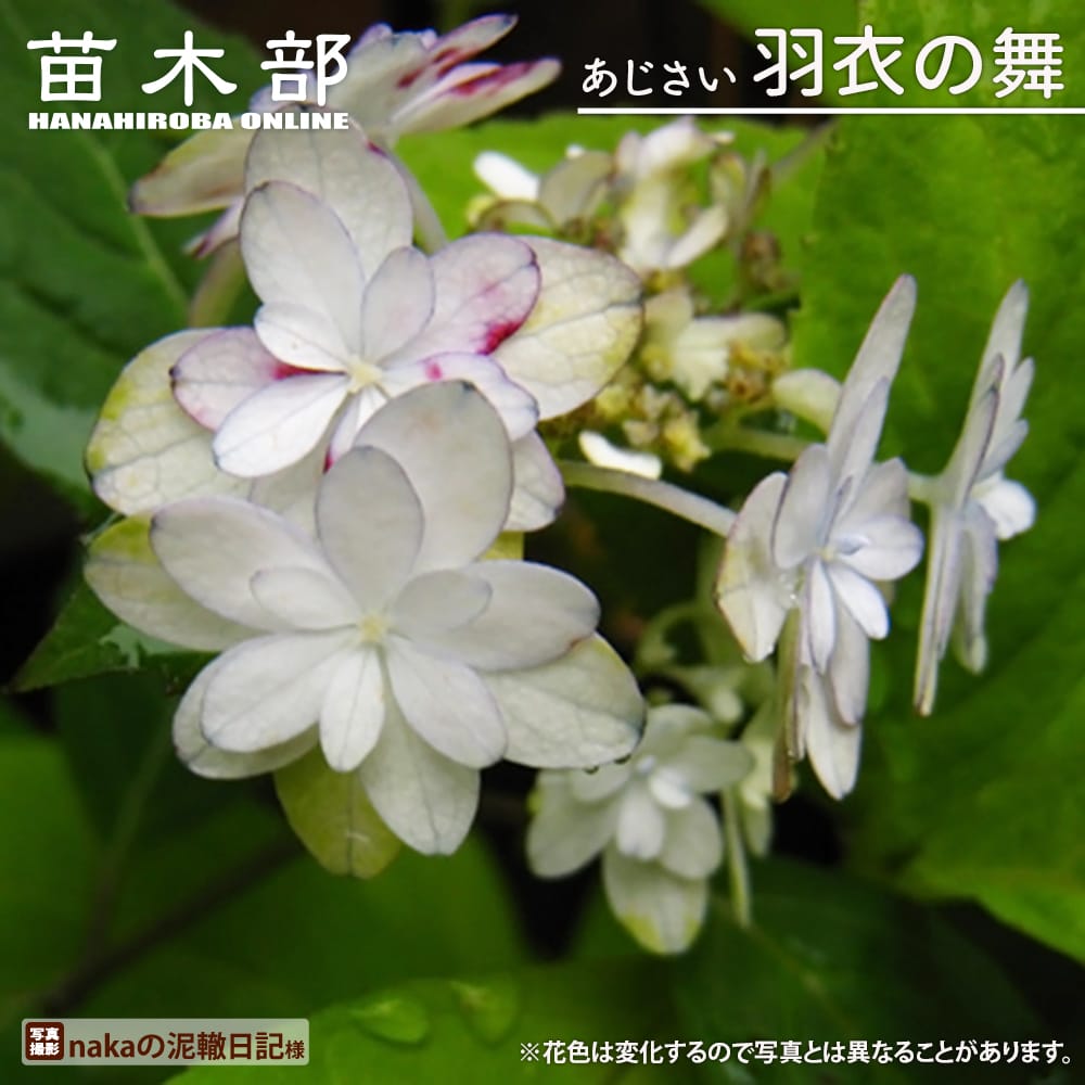 紫陽花 ヤマアジサイ 羽衣の舞（はごろものまい） 5号ポット苗 : 苗木