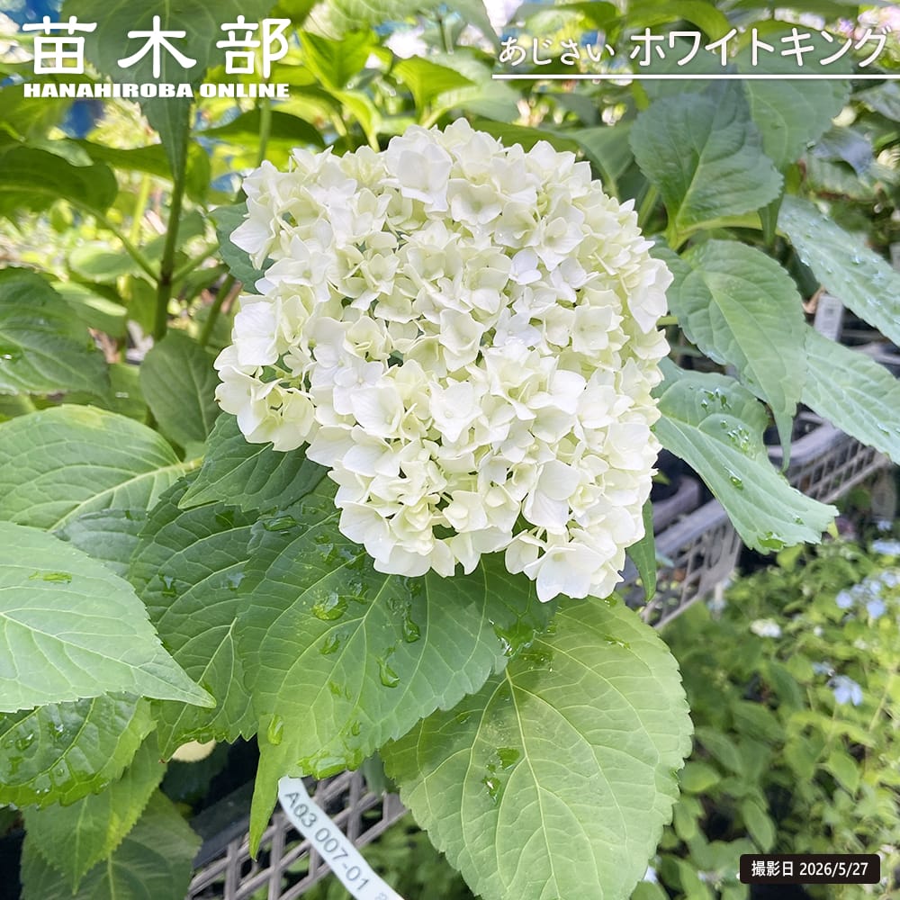 紫陽花 ガーデンアジサイ ホワイトキング 5号ポット苗 : 苗木部 花