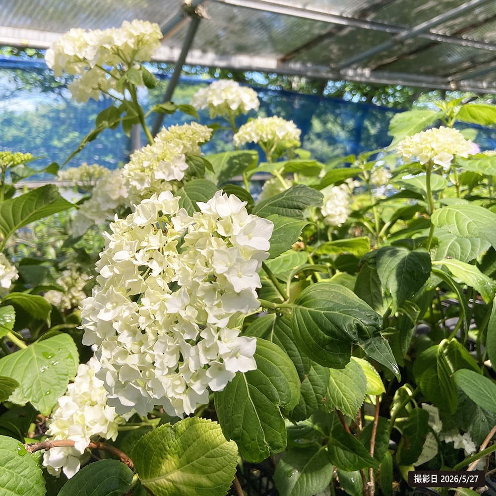 紫陽花 ガーデンアジサイ ホワイトキング 5号ポット苗 : 苗木部 花