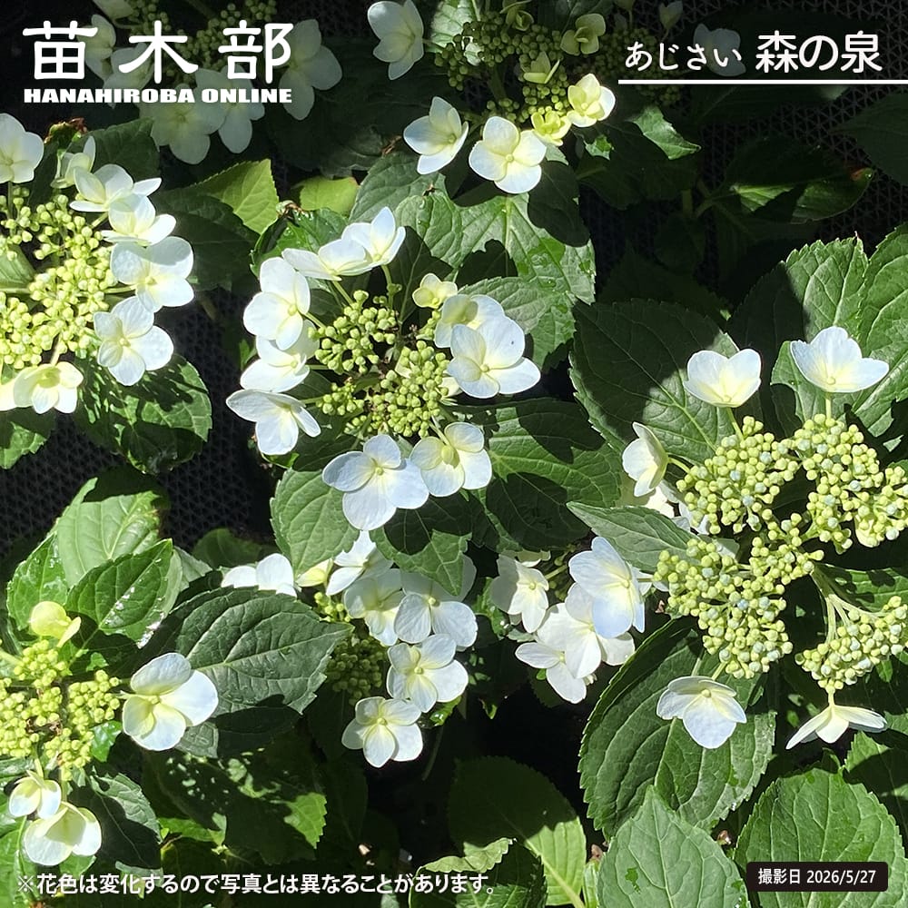 紫陽花 ガーデンアジサイ 森の泉 3.5号ポット苗 : 苗木部 花ひろば