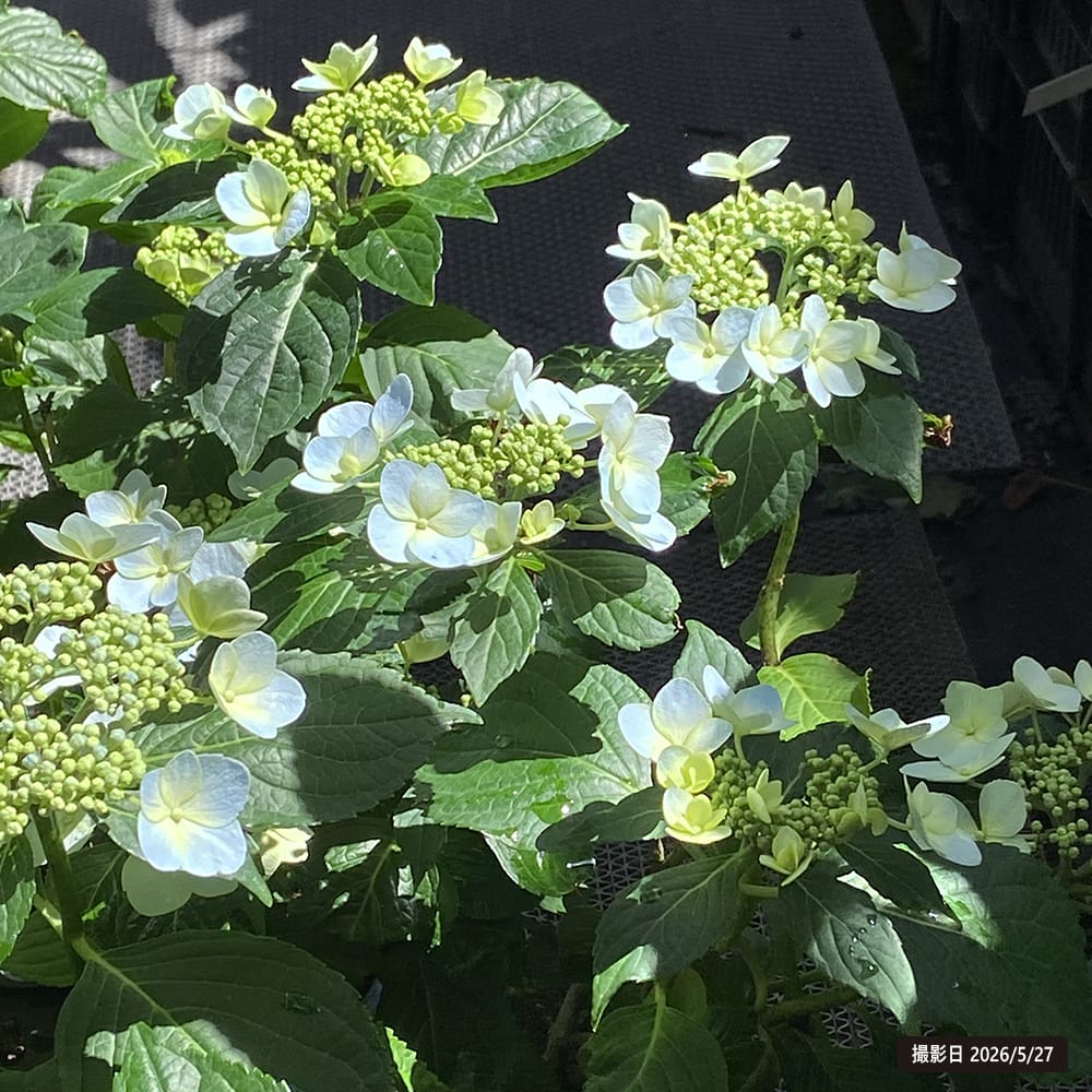 紫陽花 ガーデンアジサイ 森の泉 3.5号ポット苗 : 苗木部 花ひろば