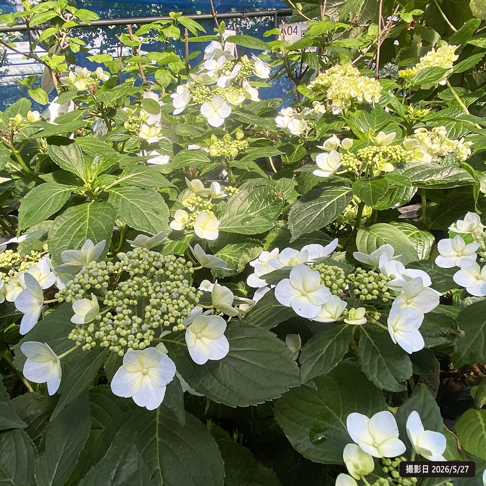 紫陽花 ガーデンアジサイ 森の泉 3.5号ポット苗 : 苗木部 花ひろば