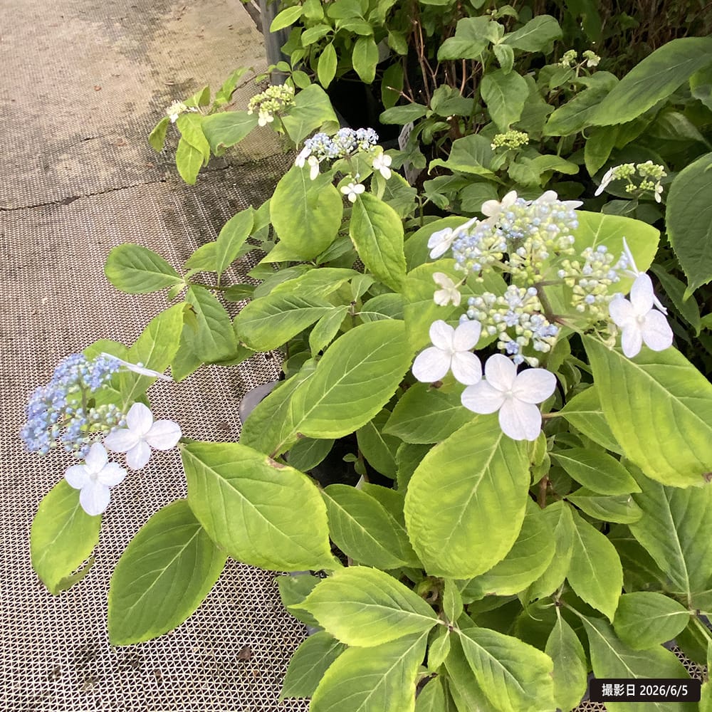 紫陽花 ヤマアジサイ 水縄 （みのう） ポット苗 : 苗木部 花ひろば