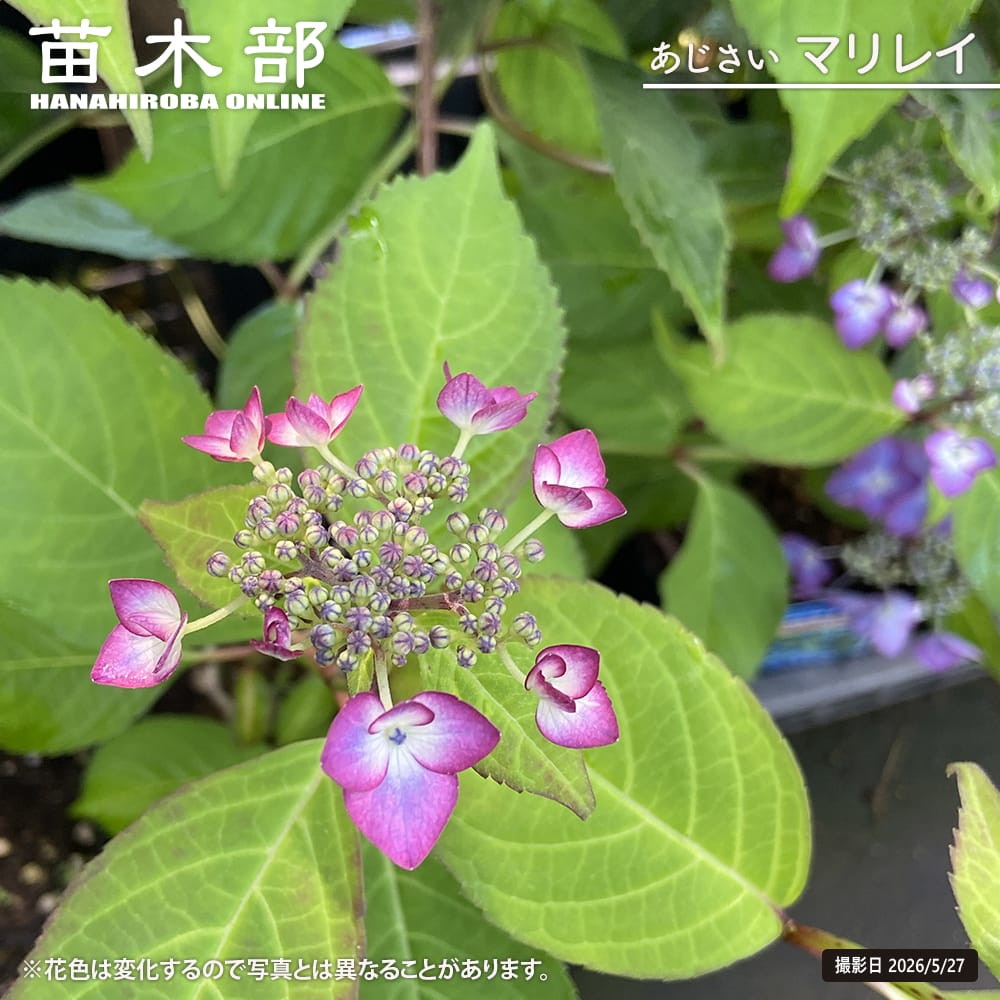 紫陽花 ヤマアジサイ マリレイ 5号ポット苗 : 苗木部 花ひろば