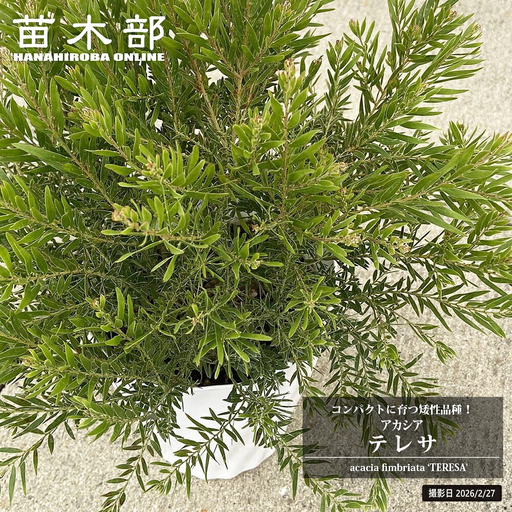 アカシアの木 矮性ミモザ テレサ 5号鉢苗 爆買いweek : 苗木部 花