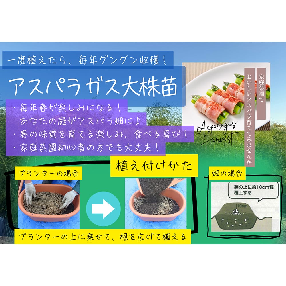 12495544_asupara-02.jpg