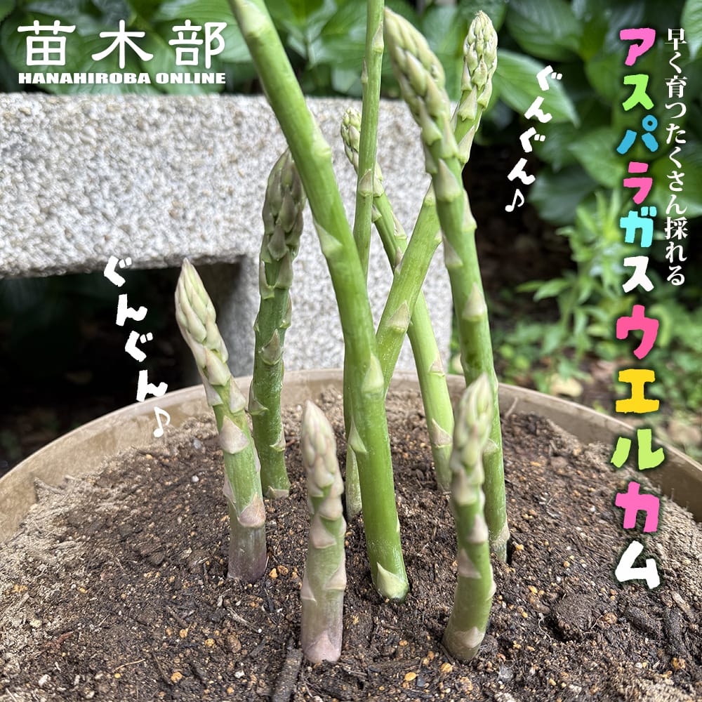 超特大株 アスパラガス スーパージャンボ級サイズ 超特大苗 ウエルカム