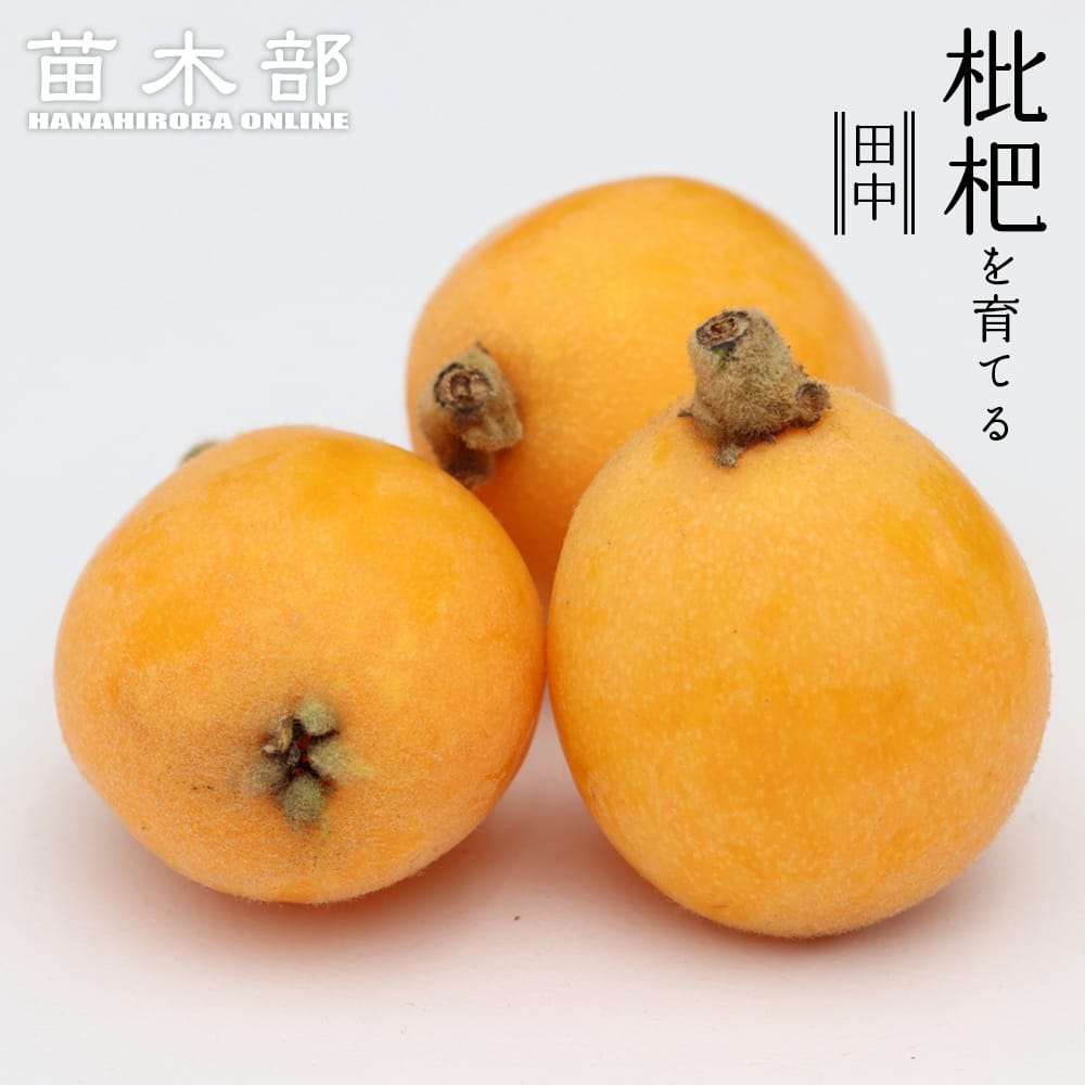 びわ 苗木 田中びわ 1年生接木苗 予約販売10〜11月頃入荷予定 : 苗木部