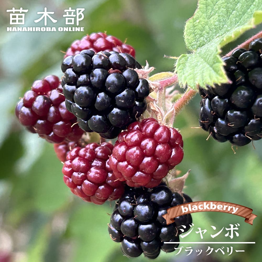 １点のみ　お花も綺麗ブラックベリー苗　ポットごと１ポット　コンパクトボックス発送 トゲなし ブラックベリー ジャンボ ポット苗 : 苗木部 花ひろば
