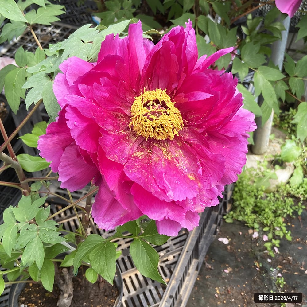 紫雲殿 （濃赤紫色） 牡丹 2年生 6号スリット鉢植え : 苗木部 花ひろば