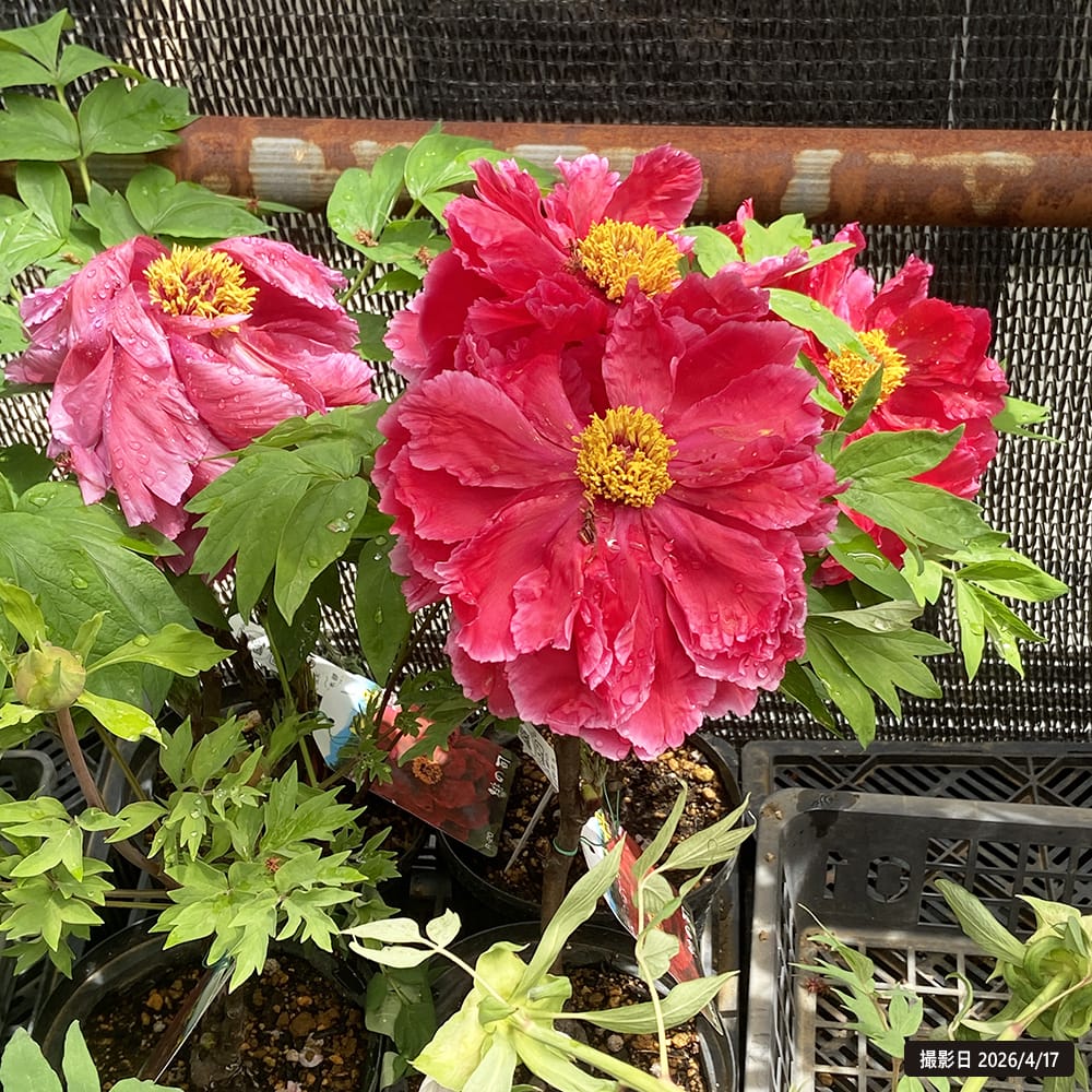 緋の司 （濃赤色） 牡丹 2年生 6号スリット鉢植え : 苗木部 花ひろば