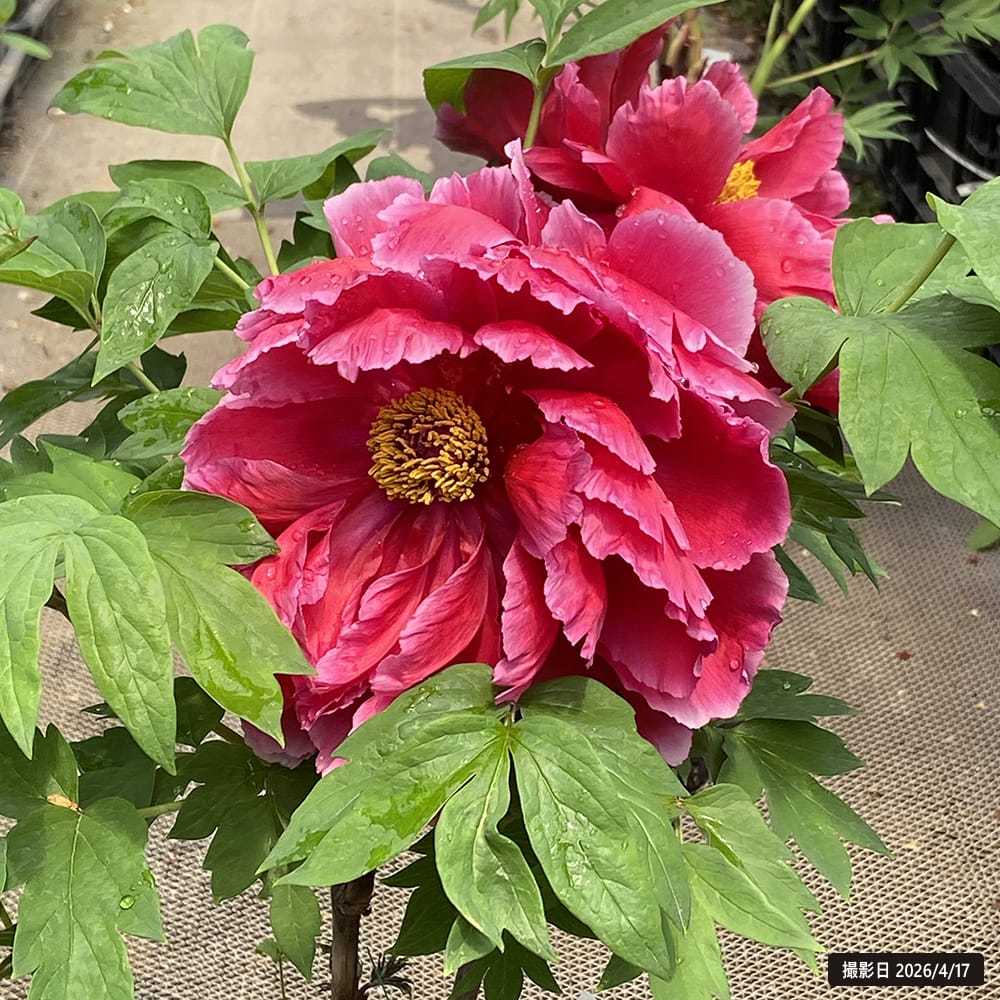 緋の司 （濃赤色） 牡丹 2年生 6号スリット鉢植え : 苗木部 花ひろば