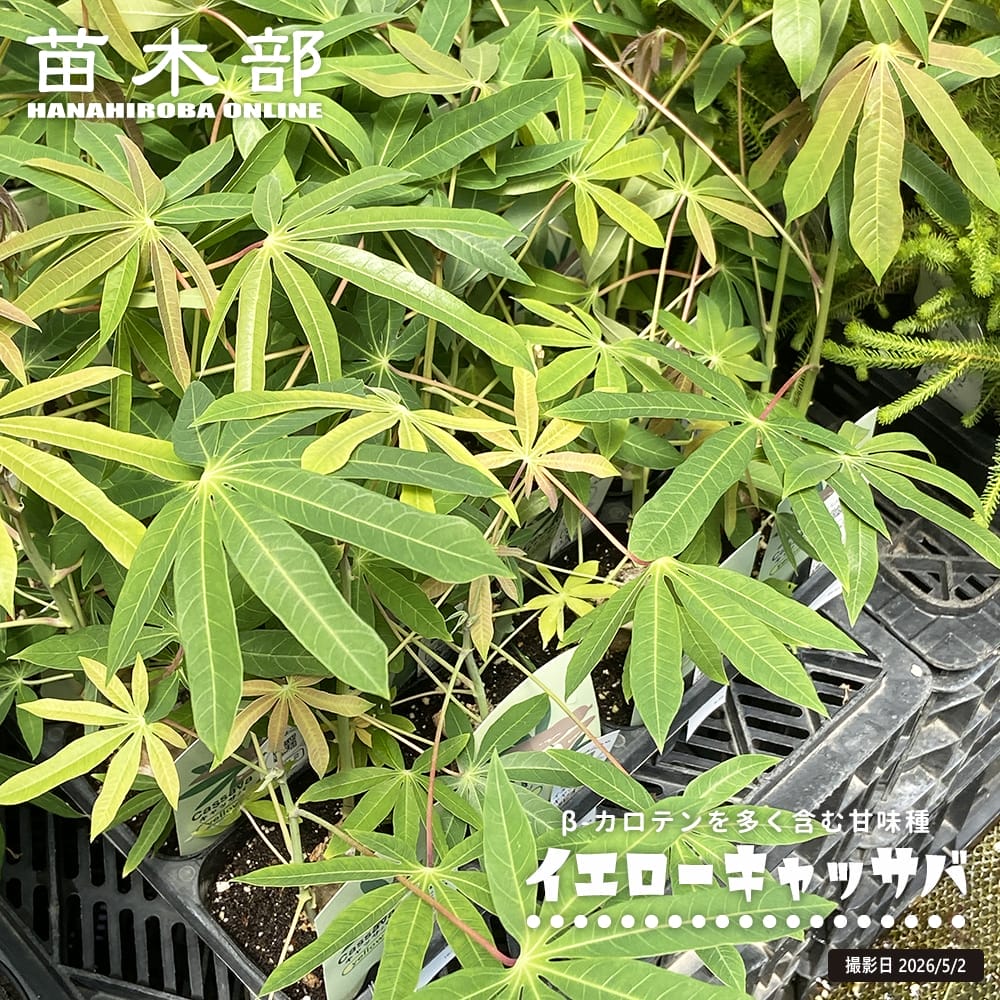 イエローキャッサバ （タピオカ） 5号ポット苗 : 苗木部 花ひろば