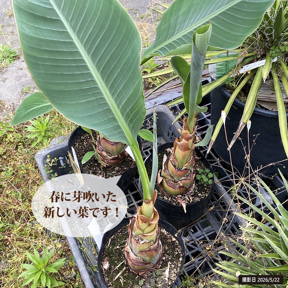 チュウキンレン 6号ポット苗 : 苗木部 花ひろばオンライン - 通販