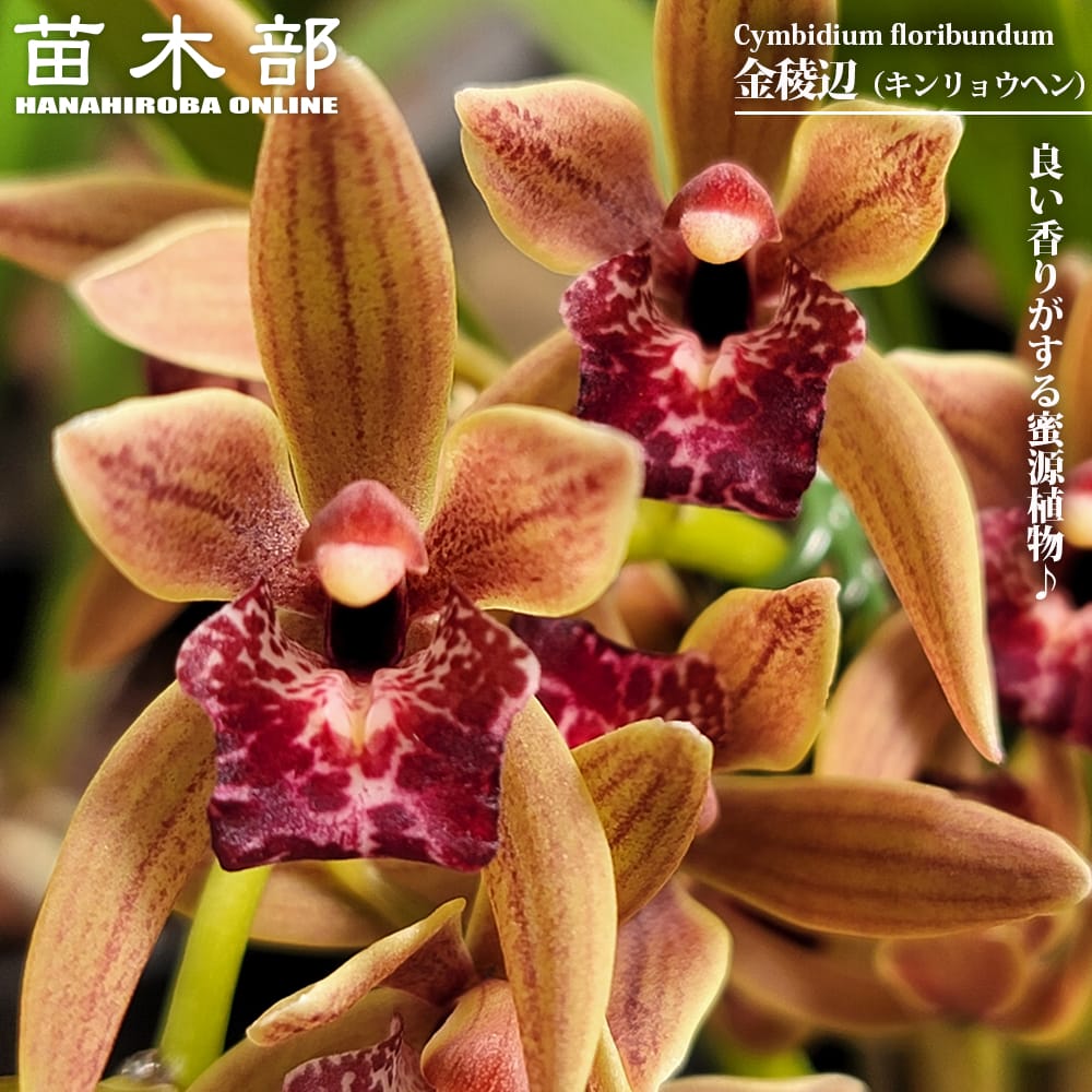 キンリョウヘン(金稜辺)4 園芸ネット本店｜東洋蘭：金稜辺（キンリョウヘン）4号ポット3株セット