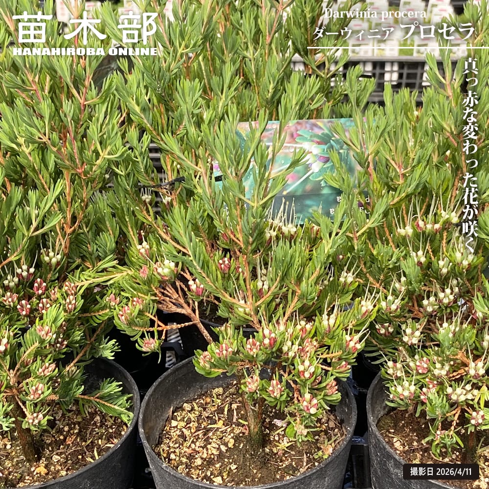 希少　ダーウィニア　プロセラ　5号 ダーウィニア プロセラ 5号鉢植え 爆買いweek : 苗木部 花ひろば