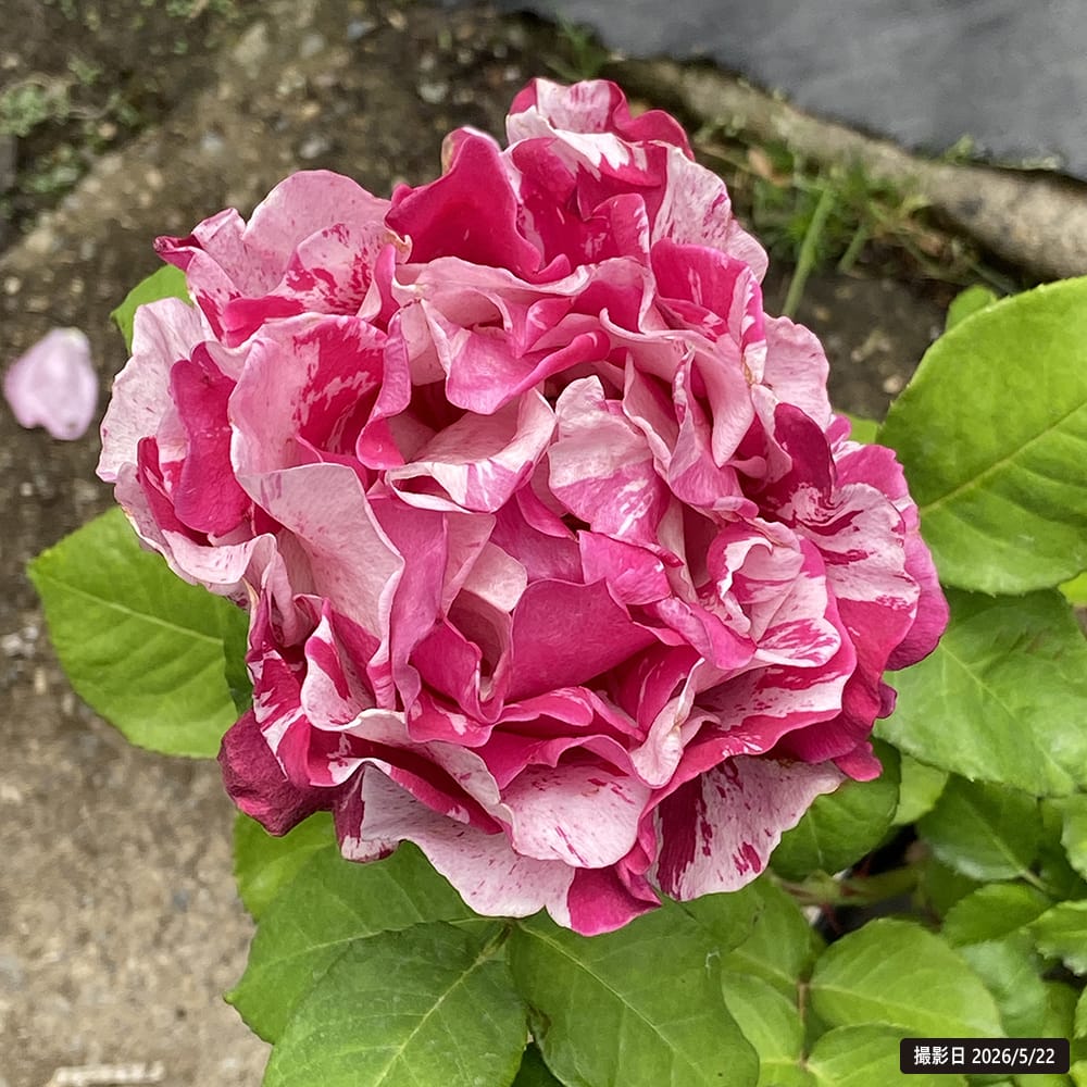 希少な四季咲きの切り花品種です。花付きが良く、育てやすい魅力的な薔薇です 四季咲きバラ苗クレイジートゥー 1年生新苗 : 苗木部 花ひろば