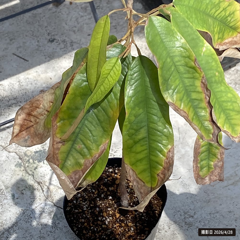 ドリアン スイートドリアン Durio dulcis 実生 6号ポット苗 : 苗木部
