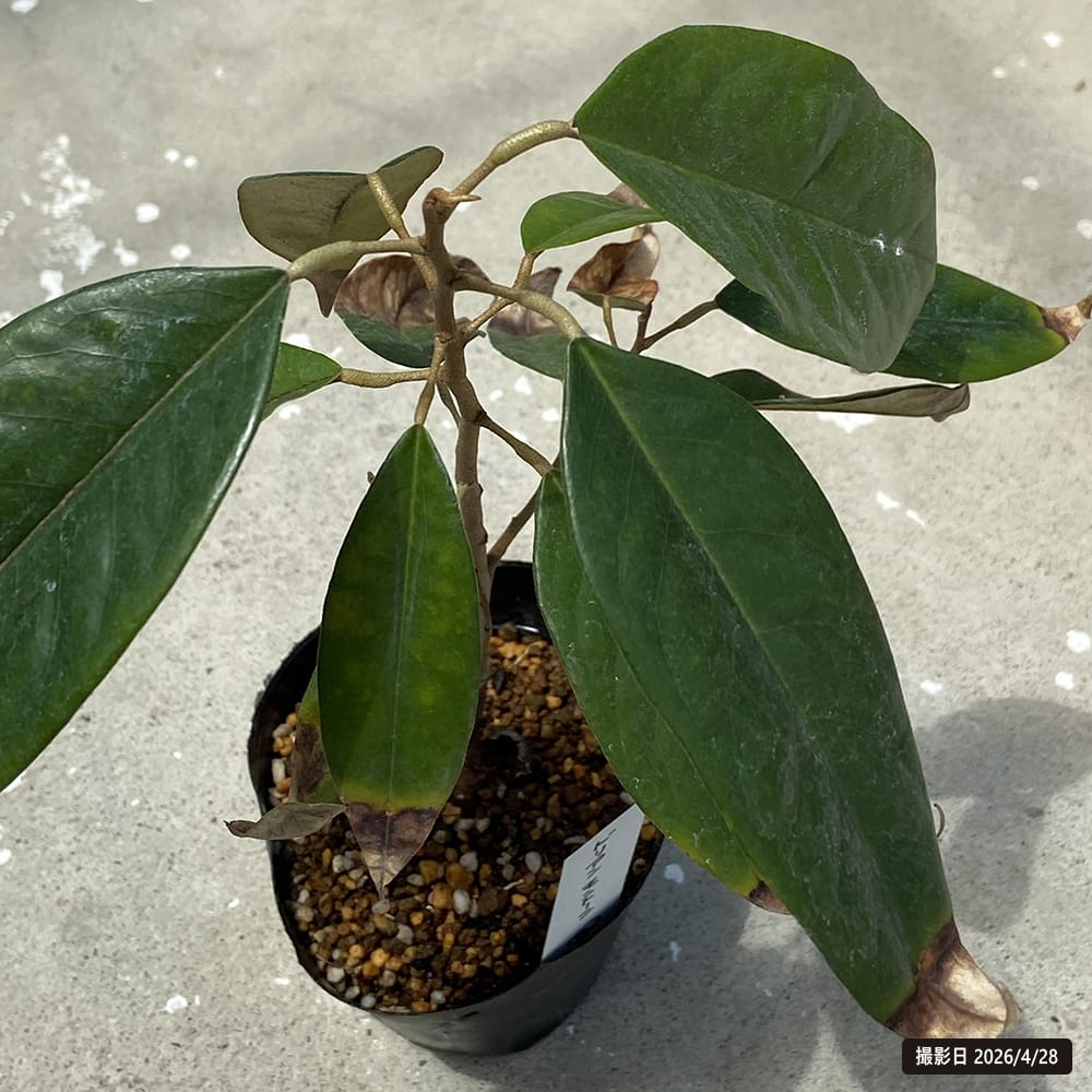 ドリアン モントーン種 Durio zibethinus 'Monthong' 実生 4号ポット苗