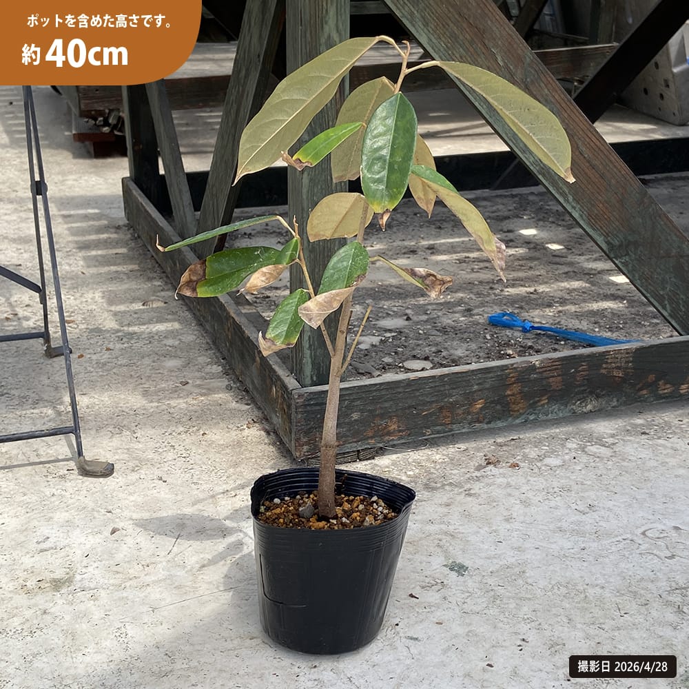 ドリアン モントーン種 Durio zibethinus 'Monthong' 実生 4号ポット苗