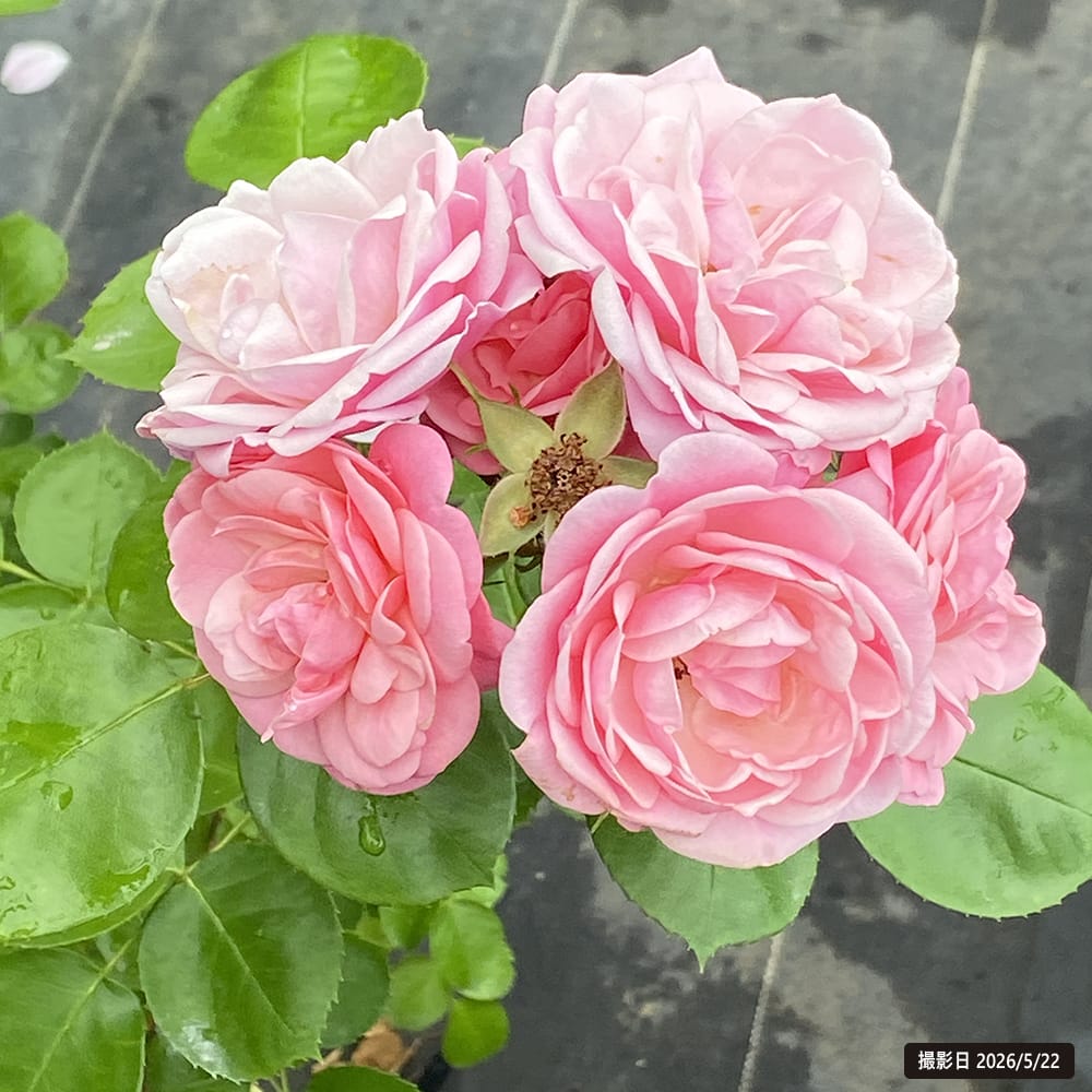 四季咲きバラ苗 バイランド 2年生大苗 登録品種・品種登録 : 苗木部 花