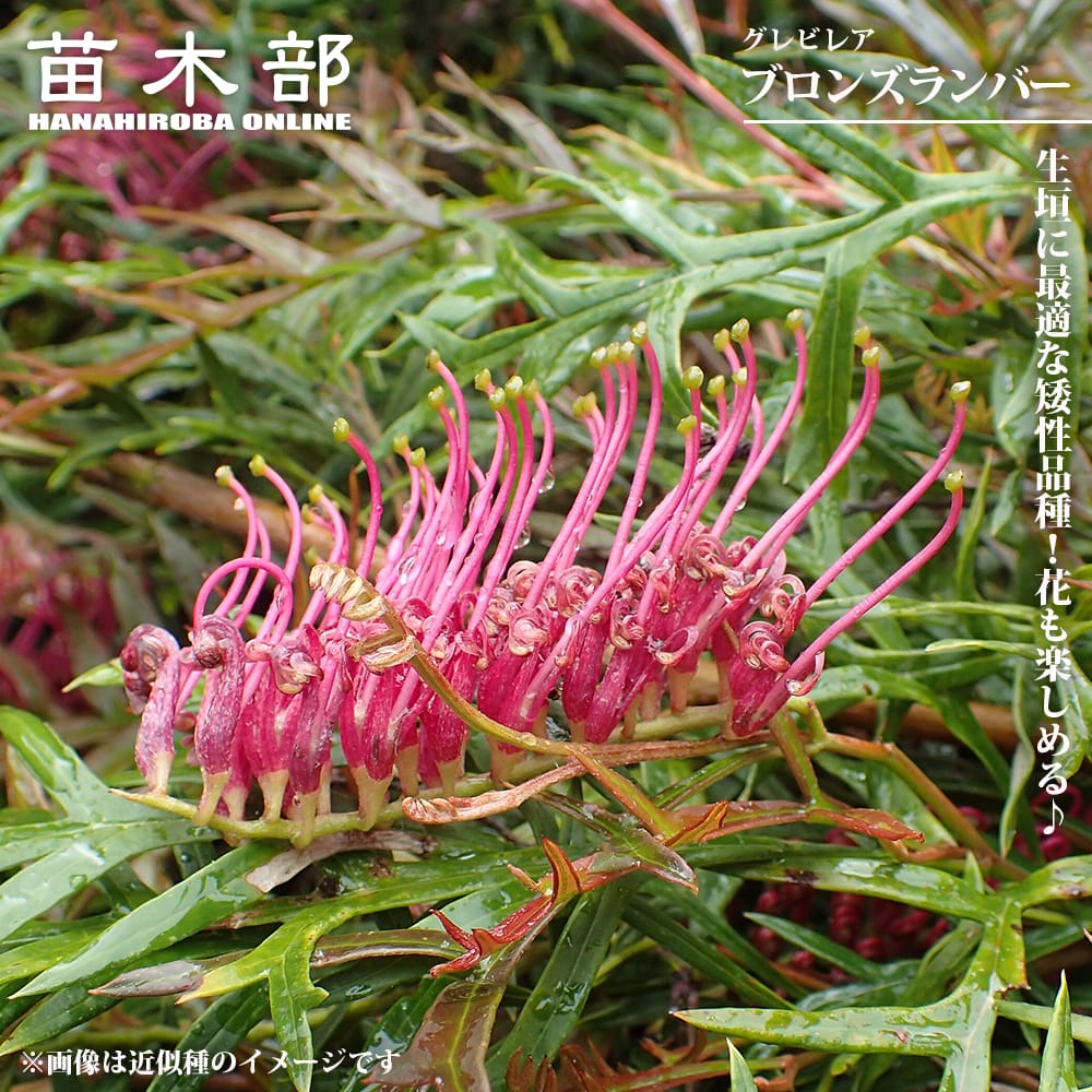 グレビレア ブロンズランバー 4号ポット苗 爆買いweek : 苗木部 花